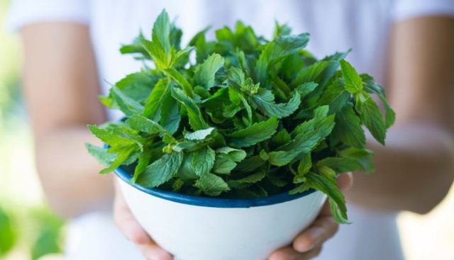 Mentja për shëndetin e trurit dhe stomakut, si ta kultivoni në shtëpi