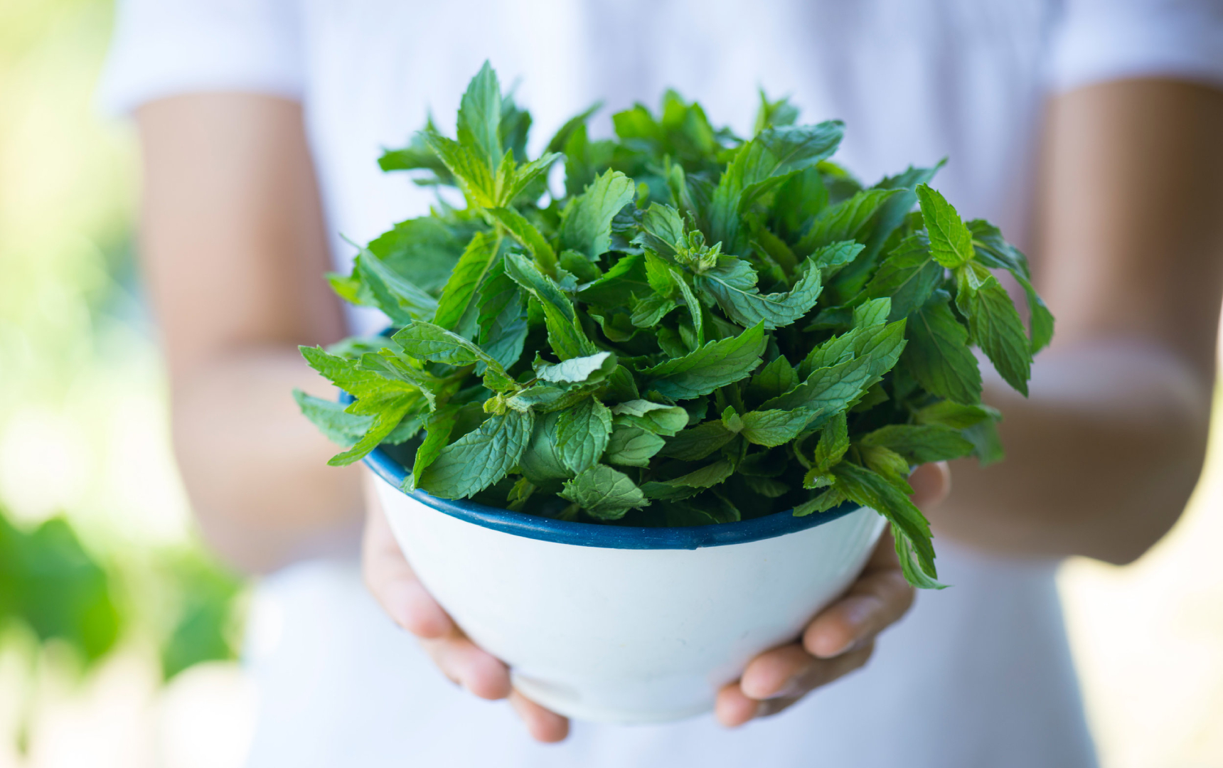 Mentja për Shëndetin e Trurit dhe Stomakut – Si ta Rrisni në Shtëpi