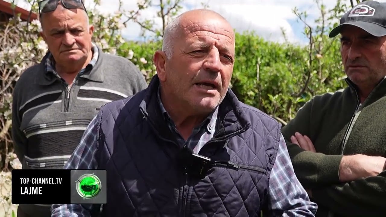 Molla nuk pëlqehet më/ Korçë, fermerët e shesin lirë dhe nuk kanë më leverdi ta kultivojnë