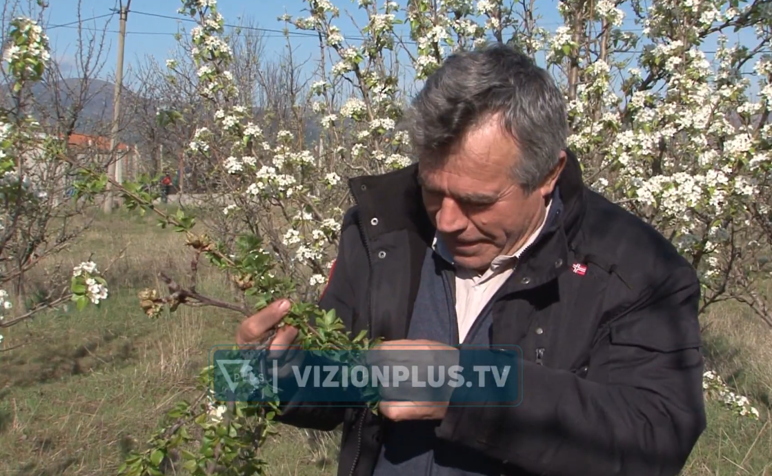 Moti i keq goditi drufrutorët, fermerët: Dëme të mëdha në sipërfaqet me kumbulla e qershi