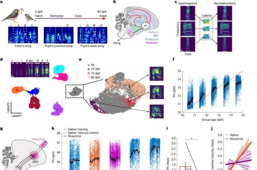 Një dozë dopaminë u tregon zogjve të vegjël kur kënga e tyre jep fryte