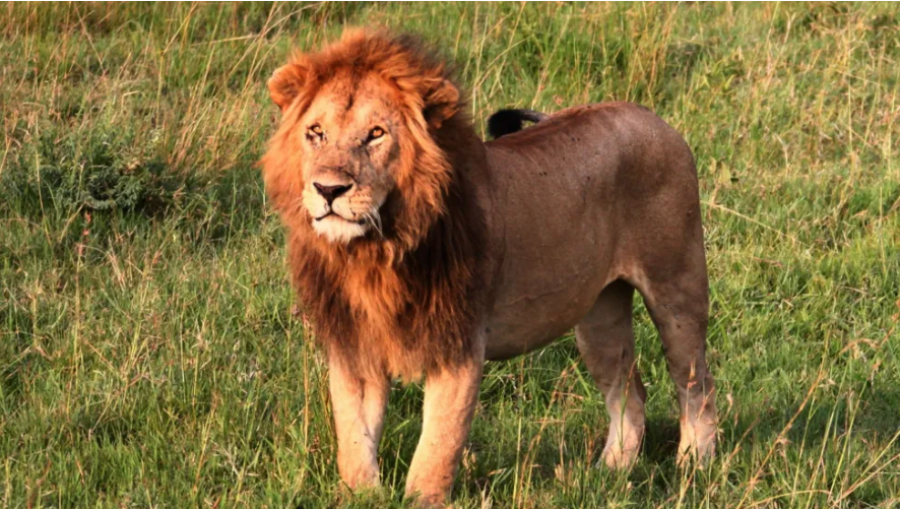 Një vajzë 14-vjeçare vritet nga një luan në periferi të Nairobit