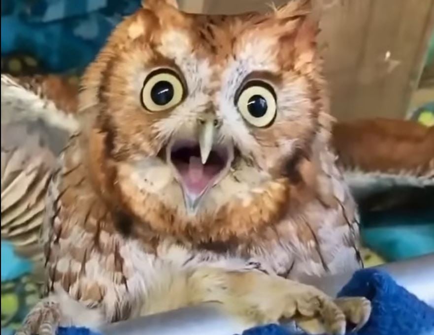 PD çel sot fushatën, Rama ironizon Berishën dhe opozitën me bufin: Filloi avazi… po vidhen votat