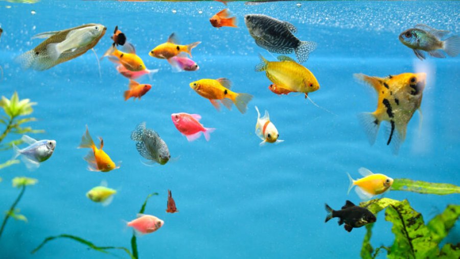 Sa kohë jetojnë peshqit në një akuarium?