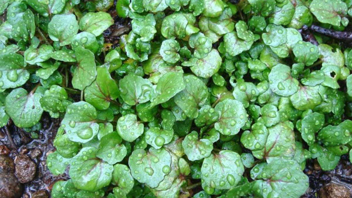 Sallata e Ujit – Vlerat dhe Vetitë e Barishtes së Veçantë