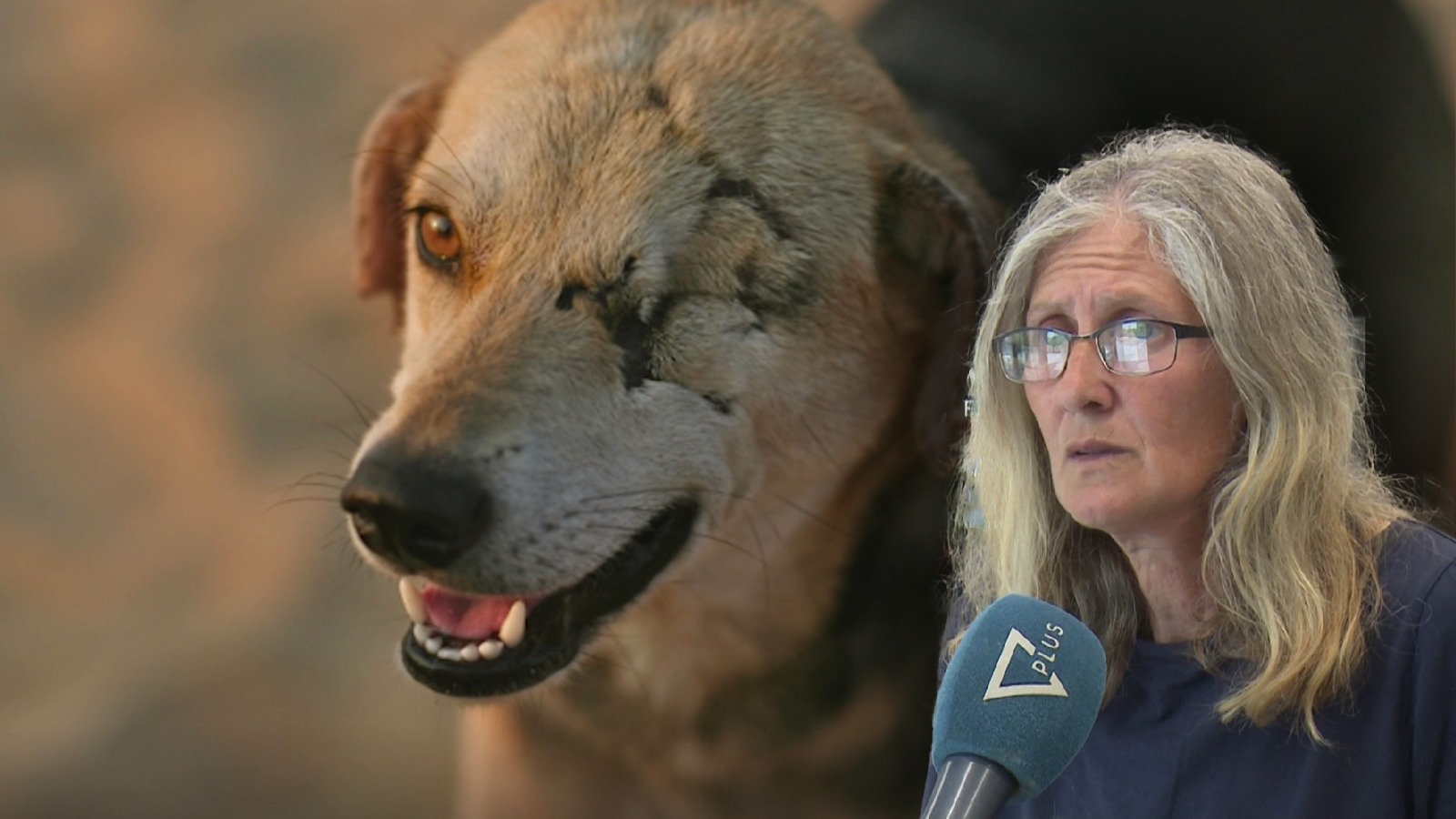 Shtohet dhuna ndaj kafshëve, aktivistët: Rastet kalojnë pa u ndëshkuar, të ashpërsohet ligji