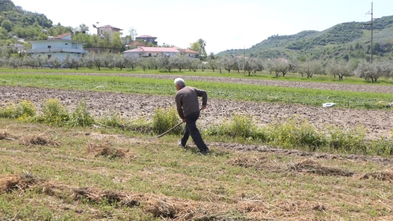 Stuhia e breshërit përfshin Elbasanin/ Fermerët: Humbëm çdo gjë në 30 minuta