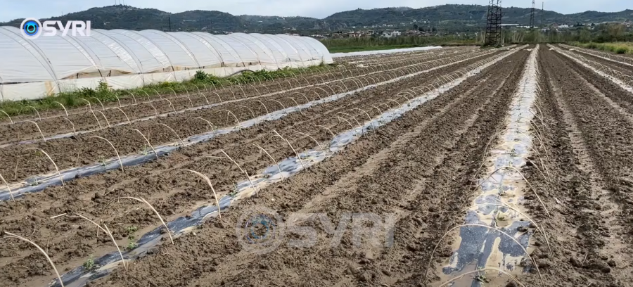 SYRI TV/ Breshëri dëmton 60 ha me pemë në Frakul, fermerët: Dëmet e shkaktuara janë të mëdha