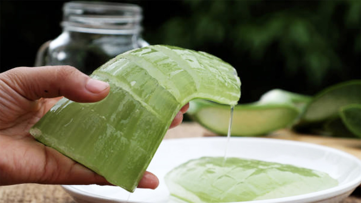 Të Gatuash me Aloe Vera – Vlerat për Shëndetin