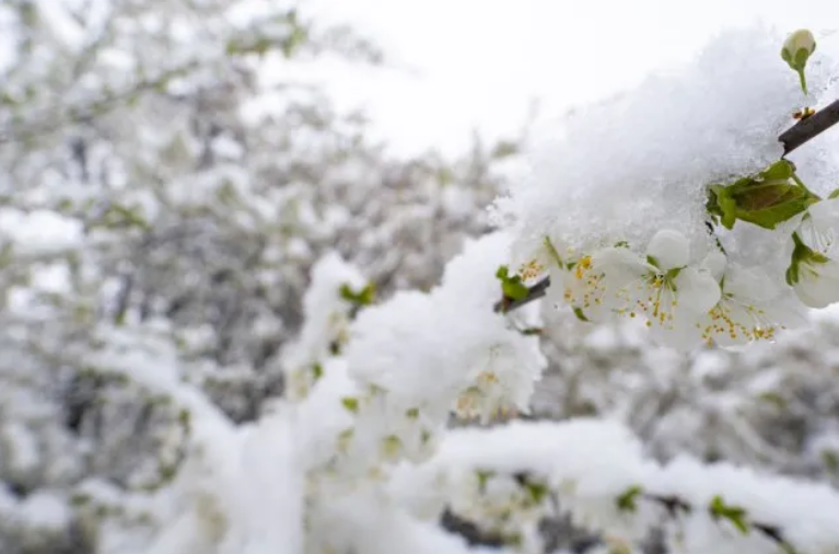 Temperaturat e ulëta fundosin frutikulturën në Korçë, Peshkopi dhe Kukës