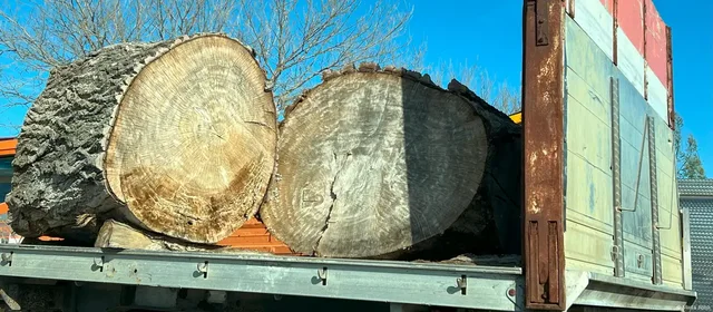 Tendera abuzivë/ DW: Shpyllëzimi, “uria” italiane për pyjet shqiptare