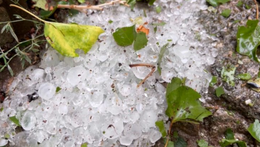 Thirrje për shpalljen e gjendjes së fatkeqësisë natyrore në Korçë/ Fermerët drejt kolapsit pas ngricave të Prillit