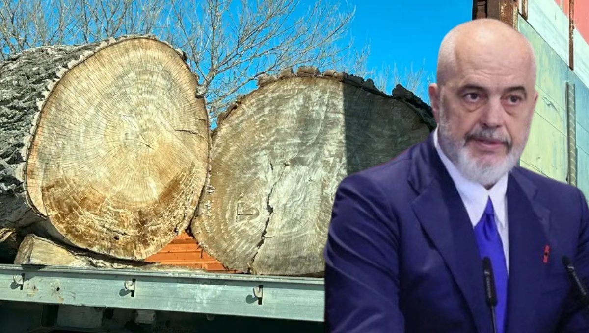 Uria” italiane për pyjet shqiptare/ Nga tenderat abuzivë, tek raportet shqetësuese