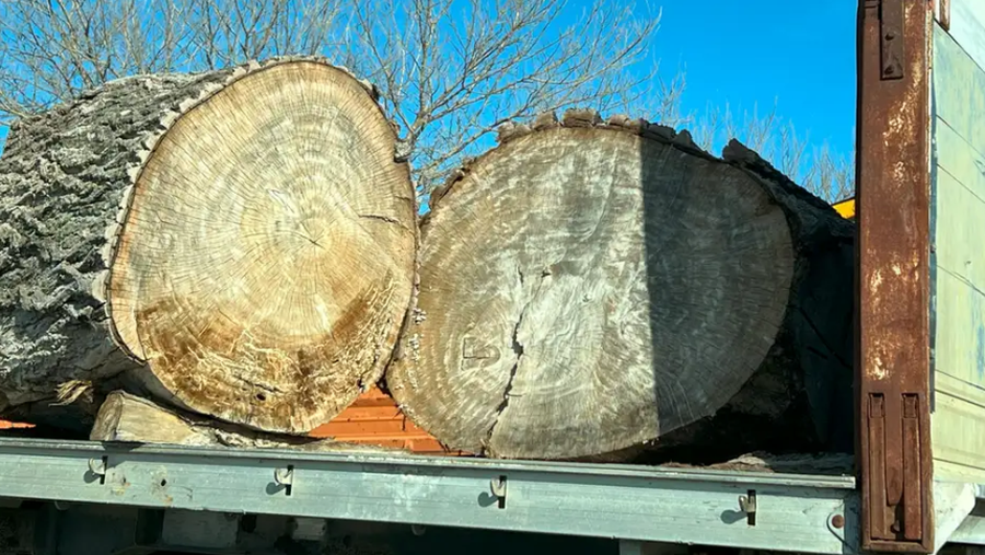 “Uria” italiane për pyjet shqiptare