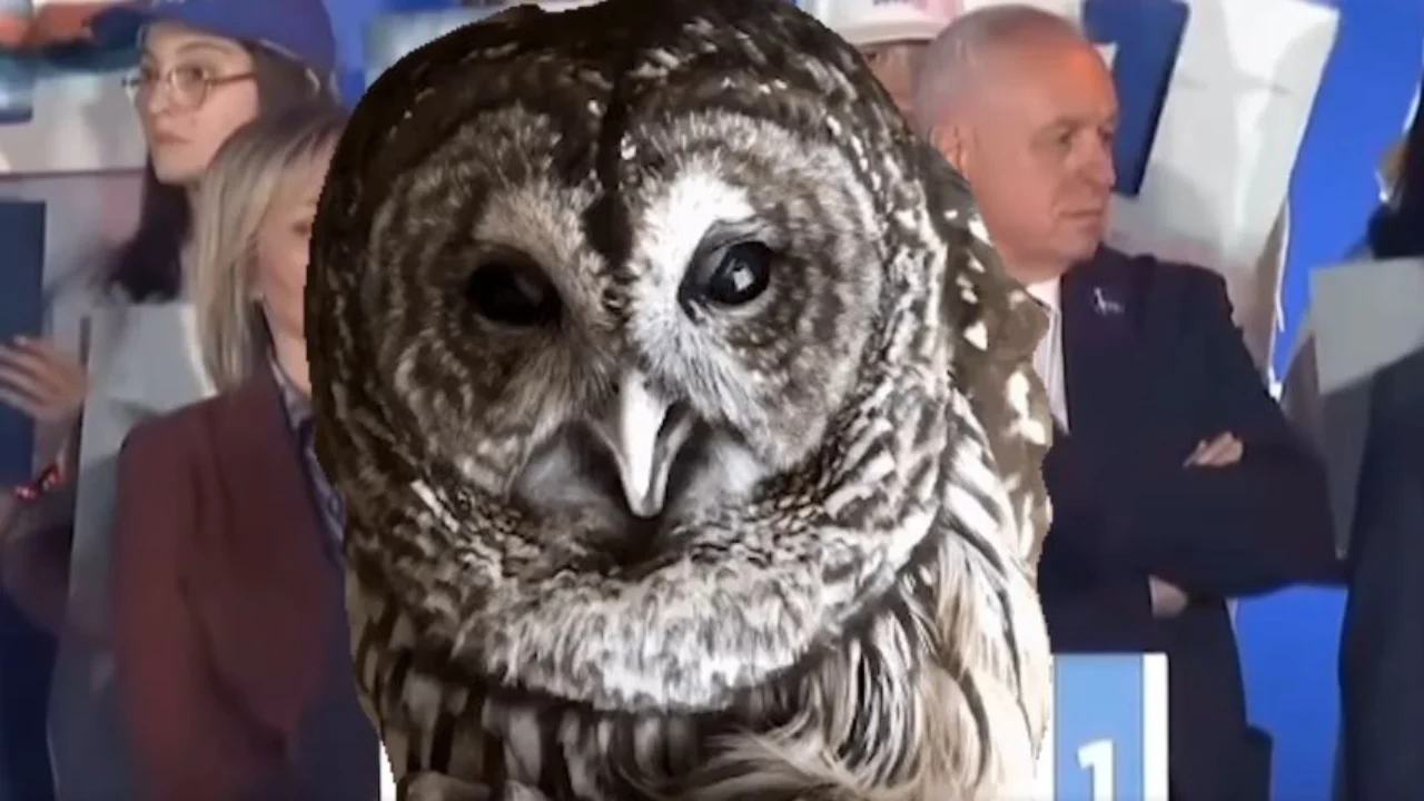 VIDEO / Berisha në “rënie të lirë”, Rama e ilustron me një buf deklaratën në Gjirokastër