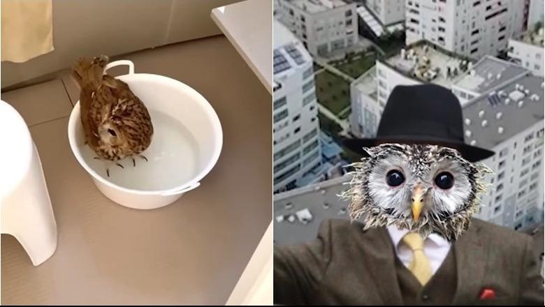 Video/ “Pamja e Partizanit do shndërrohet 100%…”, Rama ironizon sërish Berishën: Përçart, përçart por 6 mln dollarë i nxorri nga këneta ama