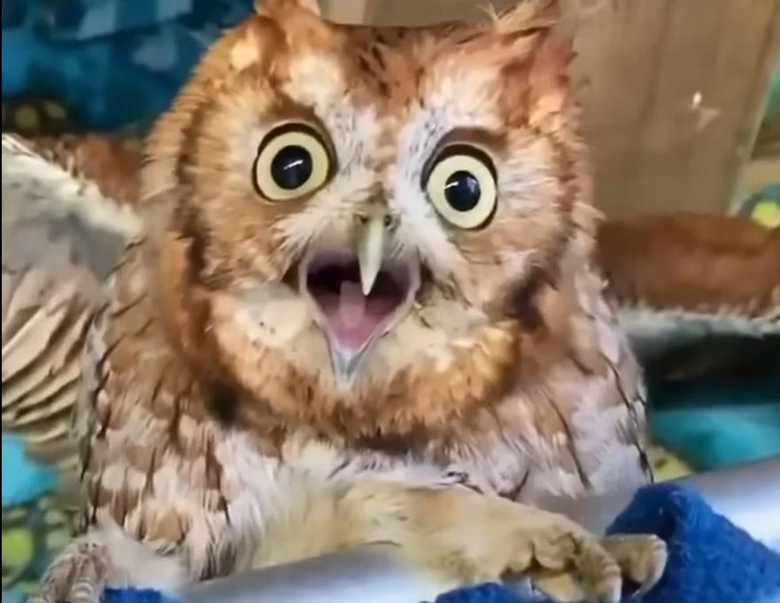 Zgjedhjet e 11 majit/ “Filloi avazi… po vidhen votat”, Rama ironizon Berishën dhe opozitën (Video)