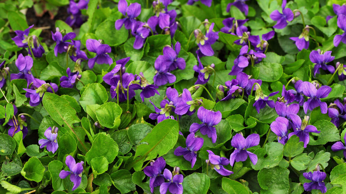 6 Fakte Zbavitëse Rreth Manushaqeve