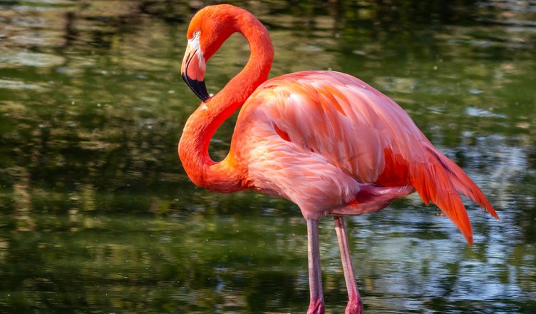 A fluturojnë flamingot? 9 fakte interesante për zogjtë rozë
