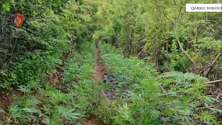 Asgjësohen mbi 600 bimë kanabisi në Shkodër/Nën hetim 2 kryetarë fshatrash dhe një…