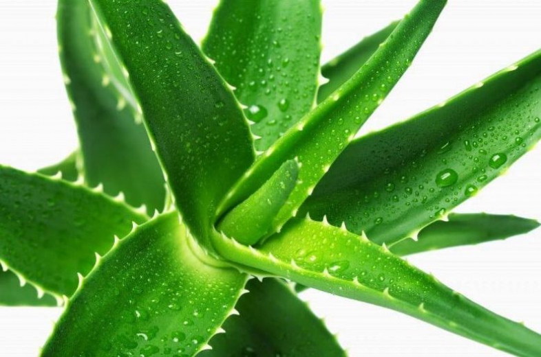 Bima e Pafundësisë Në Shtëpinë Tënde – Aloe Vera