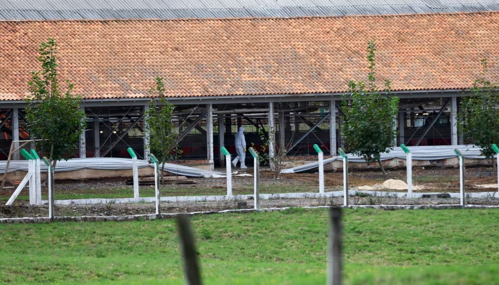 Brazilit s’i lejohet të eksportojë mish në BE, për shkak të gripit të shpendëve