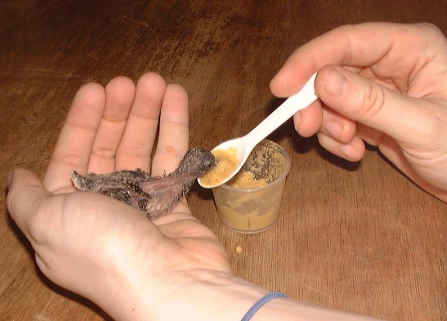 Çfarë ndodh nëse ushqeni zogun me ushqim të njerëzve?