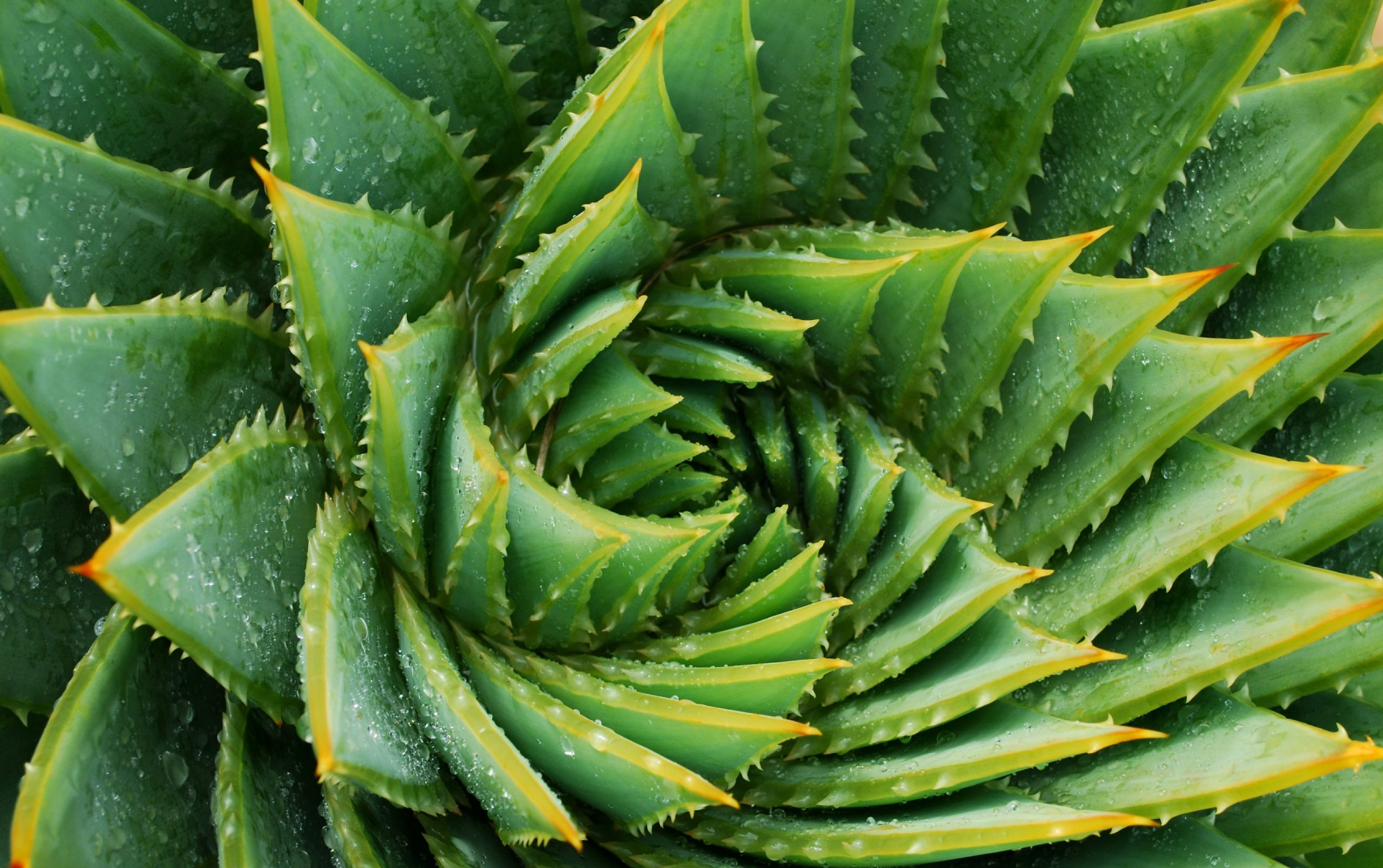 Cilat Janë Llojet më të Mira të Aloe Verës – Zbulojeni Përmes Fotove