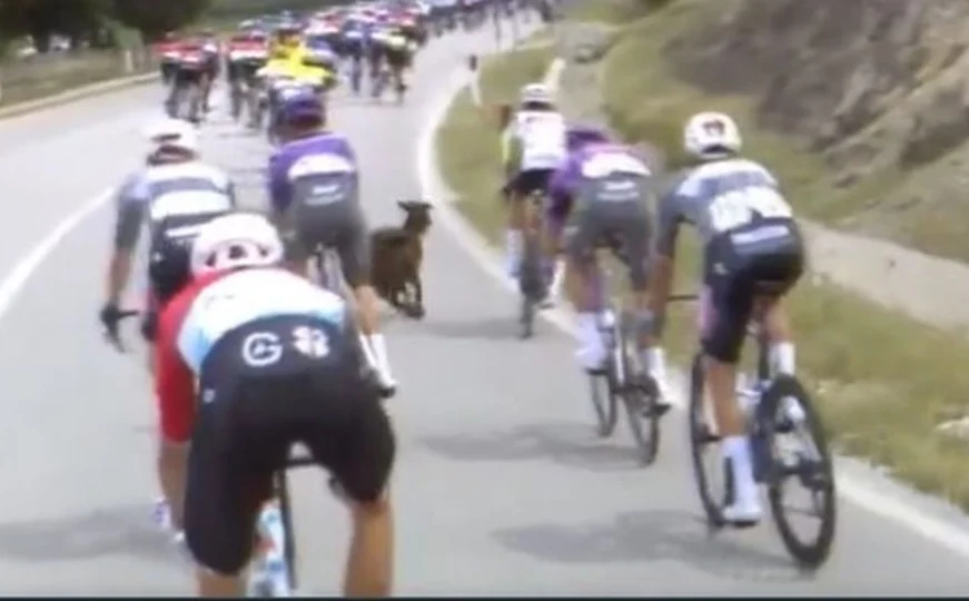 Dhia në Giro d’Italia: si e komentoi çiklisti që i doli para bagëtia e pafajshme shqiptare