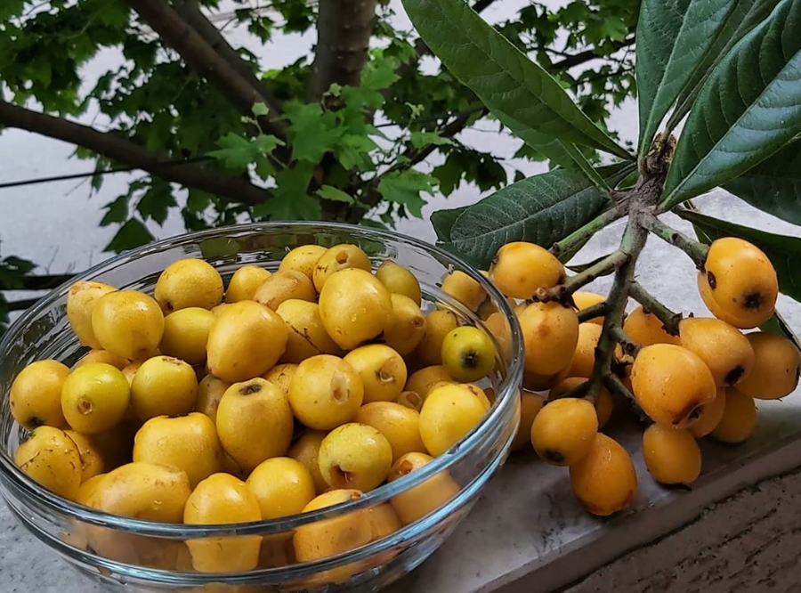 Është sezoni i nespullave, fruti i artë i pranverës me fuqi shëruese