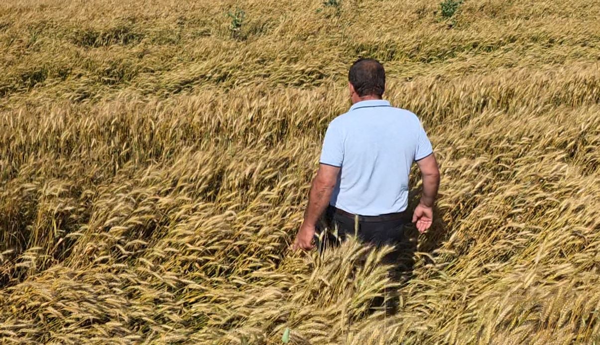 Fermerët nuk heqin dorë nga gruri! Konkurrencë e ashpër me drithin e importuar, por në Fier ende e kultivojnë në sipërfaqe të mëdha