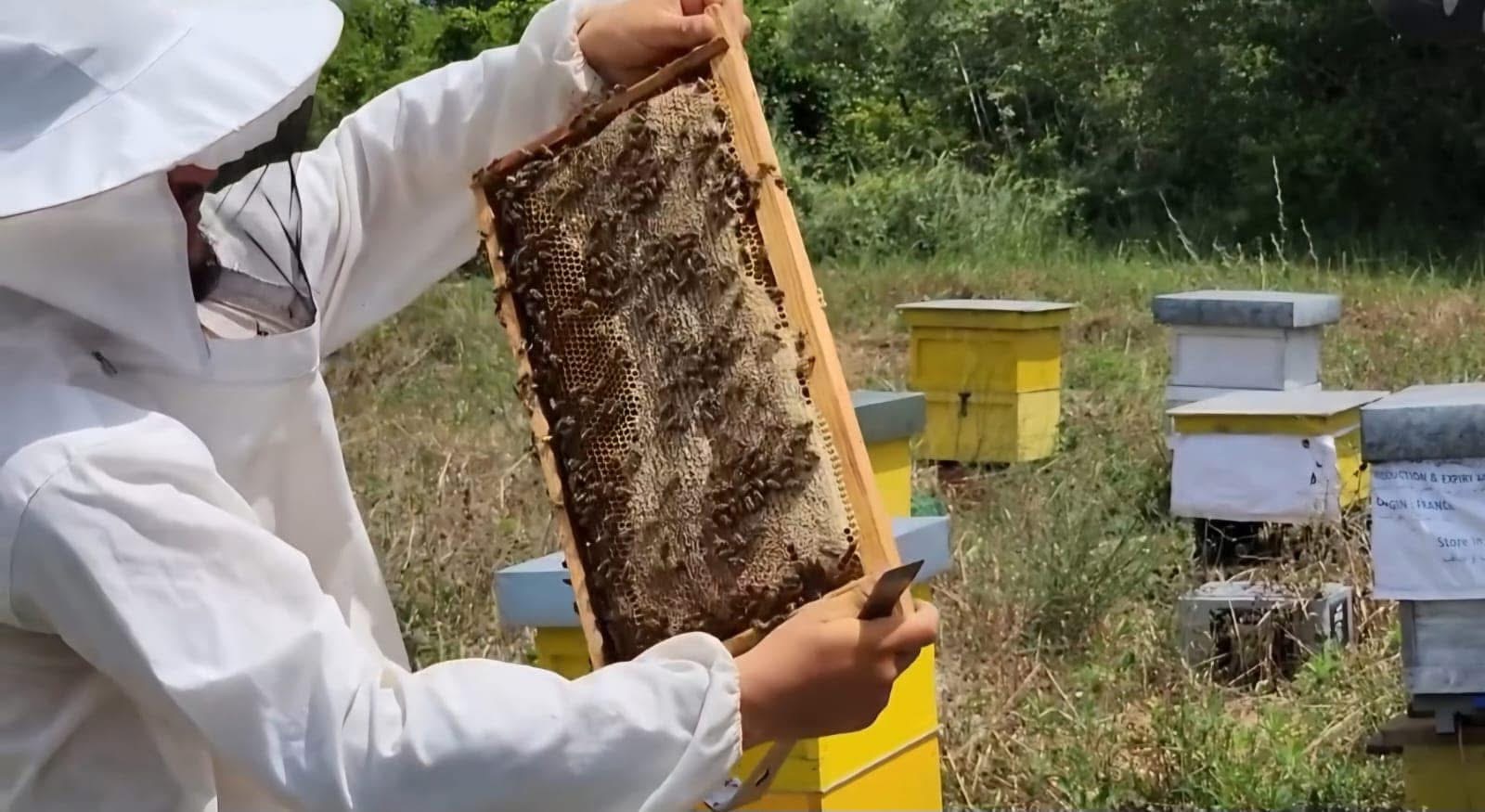 Fier – Dita Botërore e Bletëve: Vlerësohet bletaristi fierak Fredinand Muskaj, një nga më të mëdhenjtë në vend