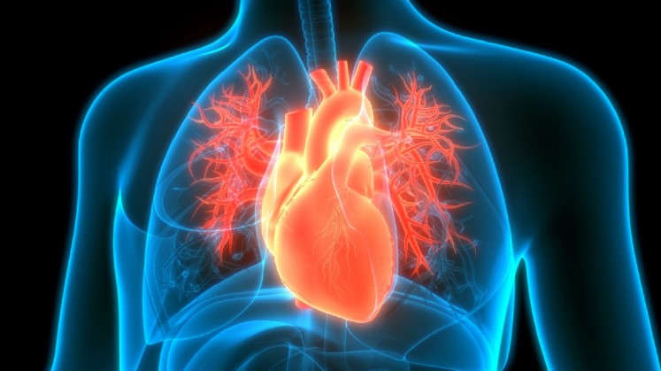 Fruti që ul rrezikun e sulmit në zemër! Sasia që duhet të konsumoni