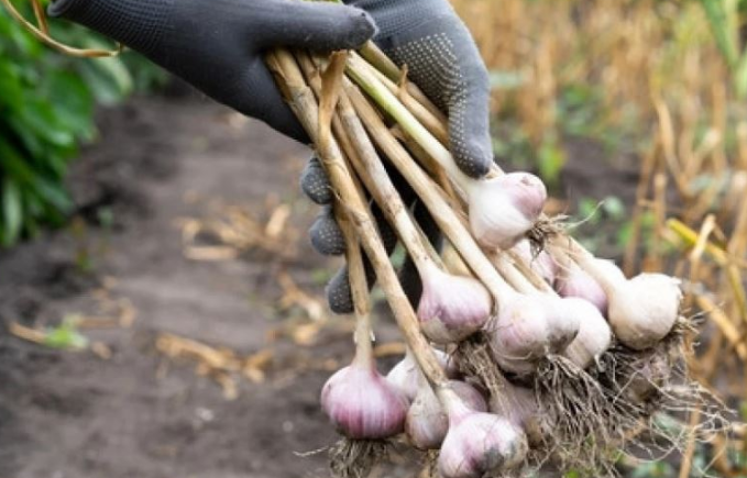 Ja rastet kur hudhra nuk duhet përdorur si kurë