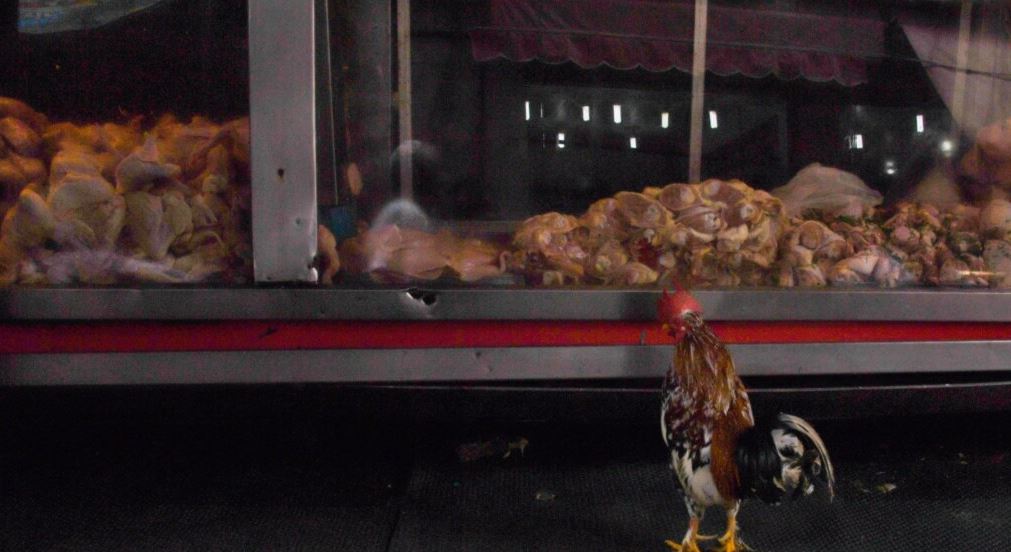 Kosova ndalon mishin e pulës nga Brazili pas rasteve me gripin e shpendëve