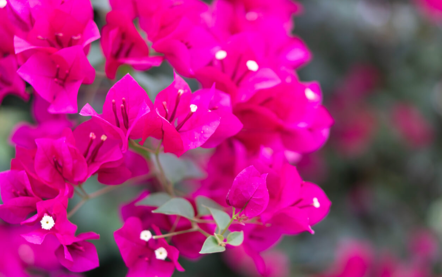 Lule Sarande në Vazo – Hijeshi, Ngjyra, Aromë në Mjediset Tuaja