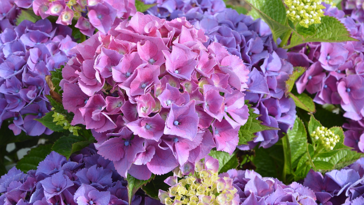 Lulebora e Kopshteve Shqiptare – Vlerat e Panjohura Shëruese