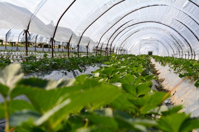 Mbështetja për fermerët, 66 mijë aplikime. Ja cili qytet kryeson