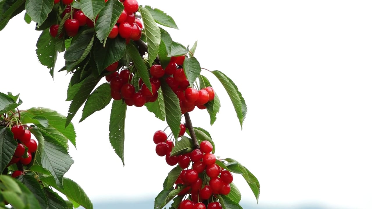 Në fshatin e qershive, fruti që i ktheu nga emigrimi! Fermerët në Godolesh të frikësuar, i druhen motit dhe rrugës
