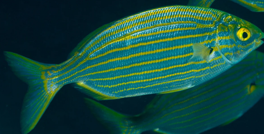 Nëse konsumoni këtë lloj peshku do të keni halucinacione deri në tri ditë