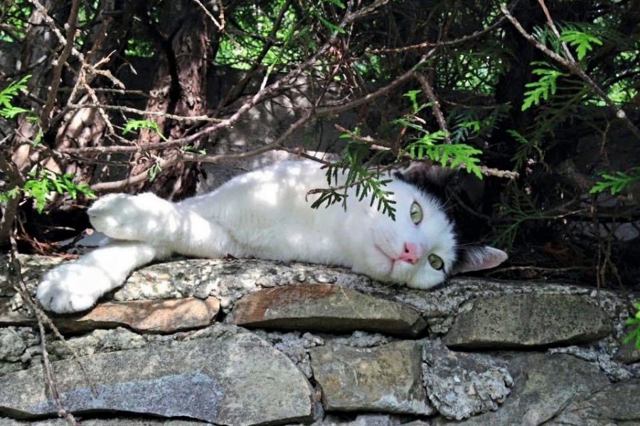 Nga gjobat e mjame, te burgu/ Italia me ‘dorë të hekurt’, ashpërson ligjin për abuzuesit e kafshëve