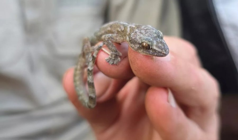 Pas 30 vitesh zhdukje, rishfaqet specia misterioze në Afrikën e Jugut