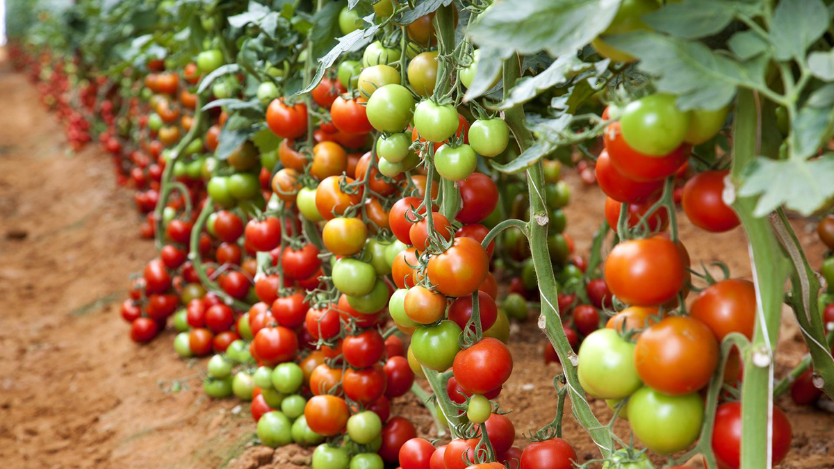 Perimet dhe Frutat që Nuk e Durojnë Dot Njëra Tjetrën