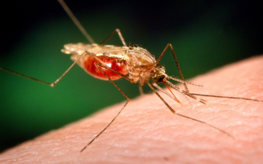 Pse disa njerëz janë ‘magnet’ për mushkonjat, dhe disa të tjerë jo?