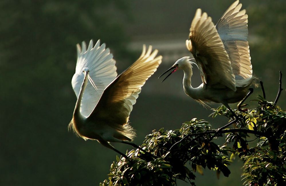 Shpendët shtegtarë, ambasadorë qiellorë të natyrës, sot në Ditën Botërore të Zogjve