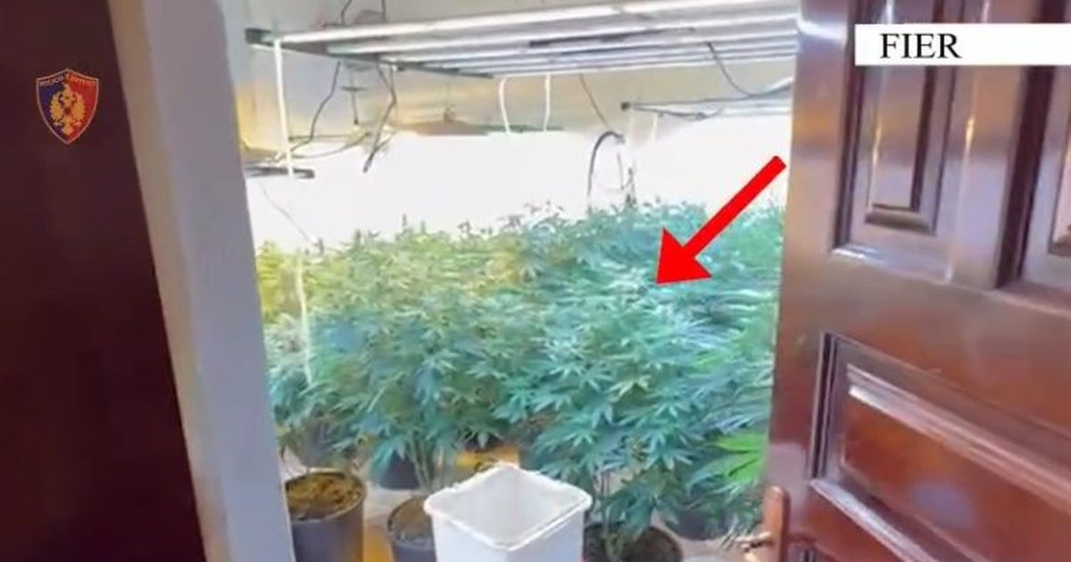 Shtëpi bari në Fier/ Arrestohet pronari i banesës dhe punonjësi i OSHEE-së (EMRAT)