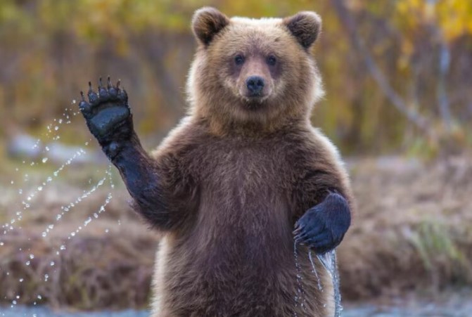 Sllovakia miraton ligjin: Do shitet mishi i ariut të murrmë në treg për konsum