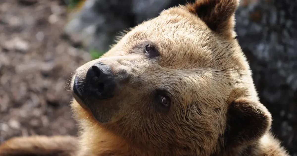 Sllovakia miraton shitjen e mishit të ariut të murrmë