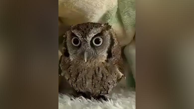 “Turp i madh të kesh një kënetë në mes të Parlamentit”/ Kryeministri Rama ironizon Kreun e PD-së: Nga 50 mijë ka…