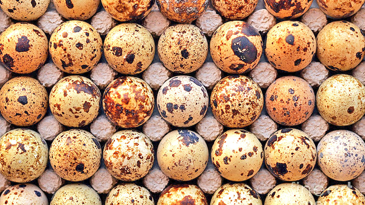 Vezët e Shkurtëzës 4 Herë më Shumë Vlera se të Pulës – Pse ju Duhen për Shëndetin